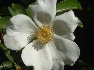 Unknown Flower Tam Trace