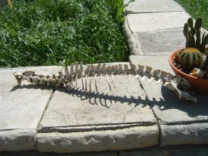 Gator Bones Found in Cossatot Park, Mile 553
