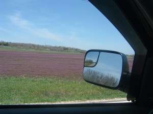 Henbit Field