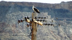 bird  good closeup two