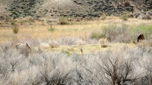 wild horse from rear
