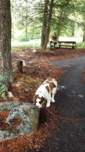 Hey, a Chipmunk's In This Hole!