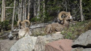 big horn ram