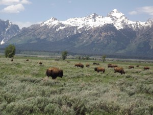 Teton Bison: A Nice Herd