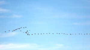 geesebighornmtns 009