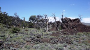 landscape w cone chunks