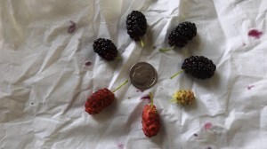 Mulberries and a Dime