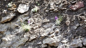 purple fuzzy flower CPD