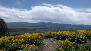 teton fleurs field