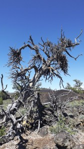 witches broom min mistle limber pine