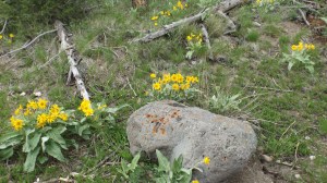 yellow fleurs and rock