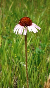 Wild Purple Coneflower and Friend