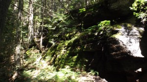 sun shade moss cedar creek