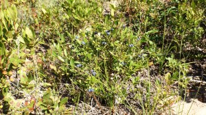 berry bush