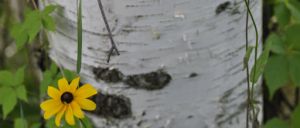 Blackeyed Susan & a Seney Birch