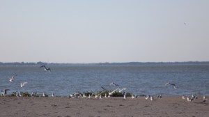 Maumee Beach, with Geese