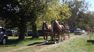 Big Horse Buggy