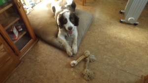 Pink's Tired From Bone Gnawing