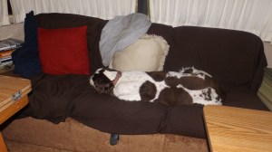 The Guard Dog:  Fast Asleep at 11:30 P.M.