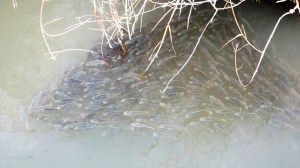 Big Bend Fish: Tilapia? Main Ingredient in Fish Tacos.