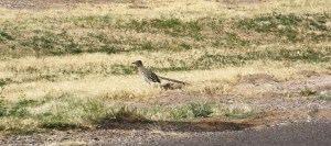 Some Preferred Lizards to Lights