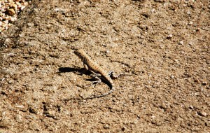 Zebra Tailed Lizard Running from Godzilla