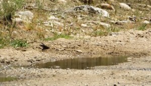 She's Not Hurt: Just Gathering Mud to Build a Nursery