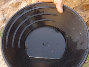 Can You Tell Gold from Guffo? Gold Is the Top Dot.