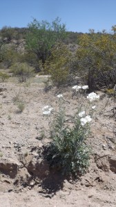 Desert Dandelions