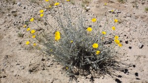 Wildflowers on the Way Out
