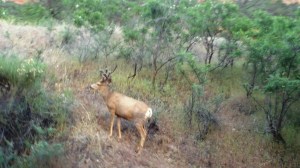 Buck Mule Deer w Velvet Atnlers ("He Wore Brown Velvet ...")