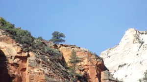 A Prime Clifftop Ponderosa Pine