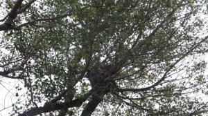 The Nest of a Cooper's Hawk
