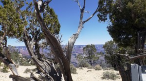 You Want to Know About "Gnarly"?  That's Gnarly!