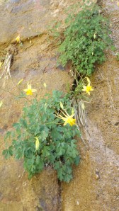Yellow Hanging Gardens