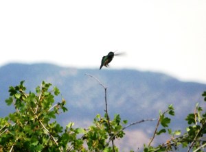 Ivie Creek Hummingbird