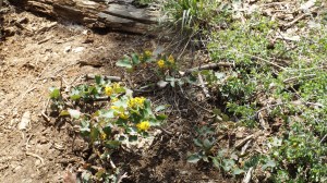 Oregon Grapes in Bloom