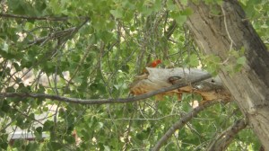 That's a Young Male Summer Tanager