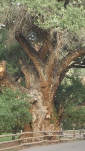 One Big Cottonwood