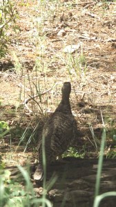 Pheasant off the Colorado Trail
