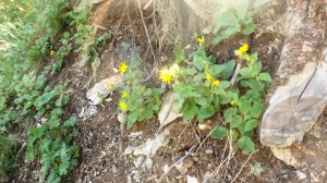 Wildflowers in the Rain Forest
