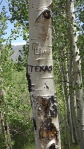 Aspen with a Texan's Brand