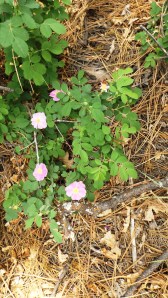 Wild Durango Roses