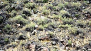 The White Dots Are Bighorn Hinders