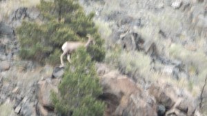 Speaking of Art: Looks Like a Cezanne Bighorn to Me!