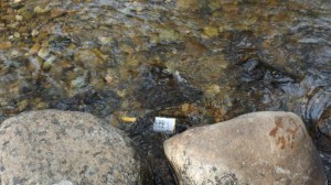 Chilling the Chardonnay