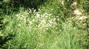 Daisies after the Deluge