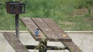 Steller's Jay:  Punked by Peanut Butter!