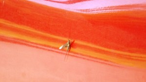 Willowbug at the Locks