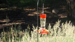 Our Feeder in a Slow Moment